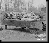 A truck load of bodies of prisoners of the Nazis * A truck load of bodies of prisoners of the Nazis, in the Buchenwald concentration camp at Weimar, Germany.3rd U.S. Army.April 14,1945 * 1336 x 1146 * (268KB)